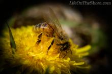Busy Bee Covered in Pollen - A hard working honey bee is enjoying the warm sunshine over a delightful dose of Dandelion dust. Busy Bee Covered in Pollen - A hard working honey bee is enjoying the warm sunshine over a delightful dose of Dandelion dust.